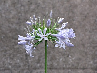 IMG_4000